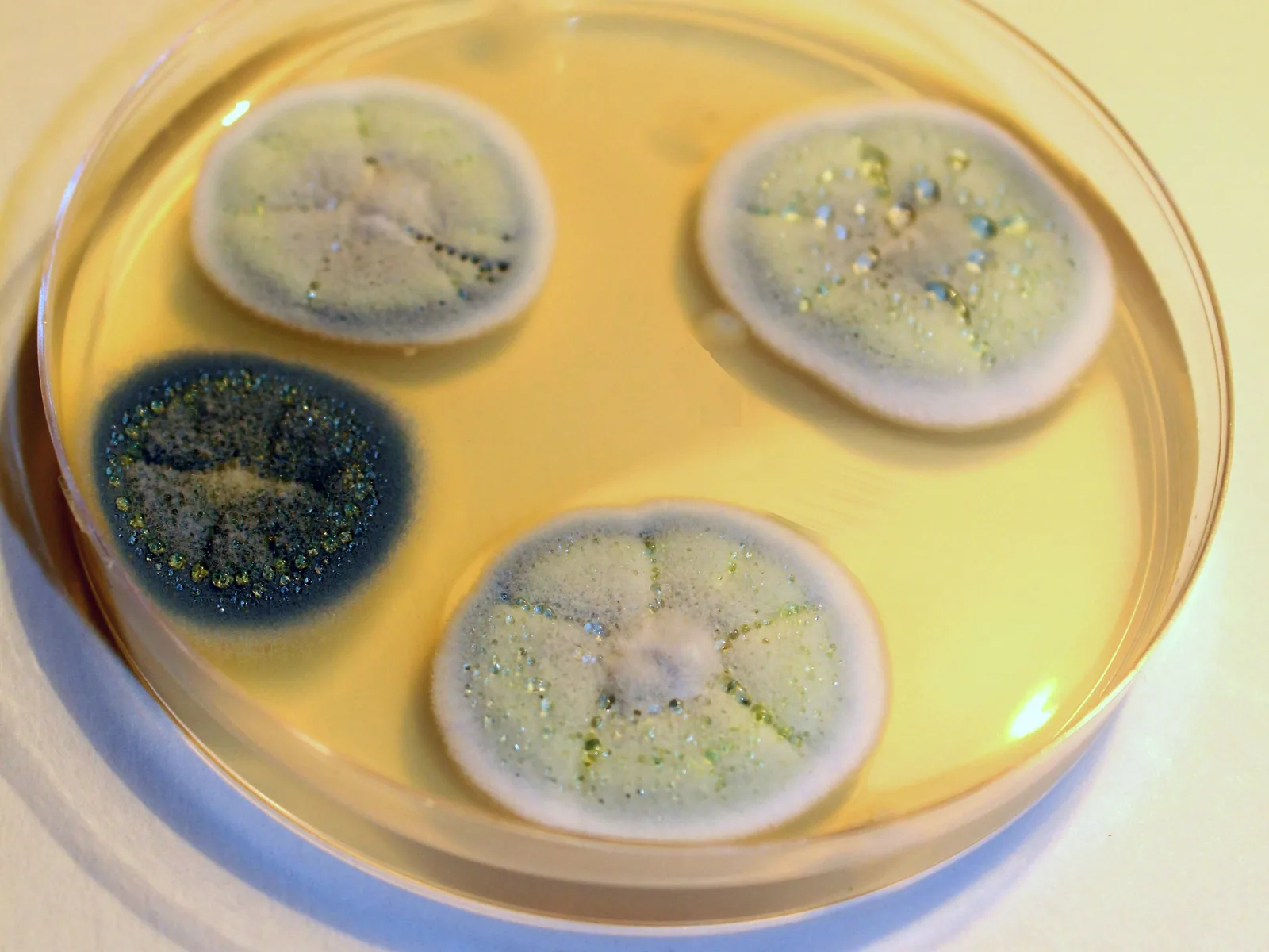 Vier runde, grünlich-weiße Kolonien von Penicillium-Schimmelpilzen auf dem gelblichen Nährboden einer Petrischale.