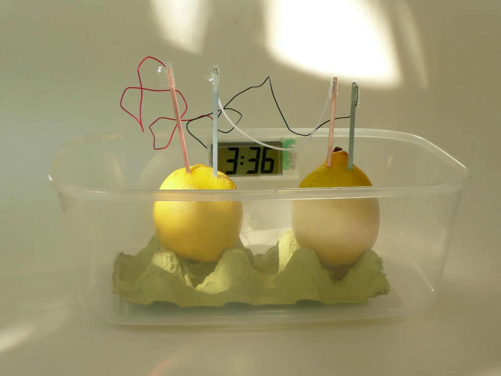 Zwei Zitronen in einer Eierpappe, in jeder stecken ein Kupfer- und ein Zinkstreifen. Dünne Drähte verbinden die Früchte in Reihe mit einer kleinen LCD-Uhr, die 3:36 anzeigt.