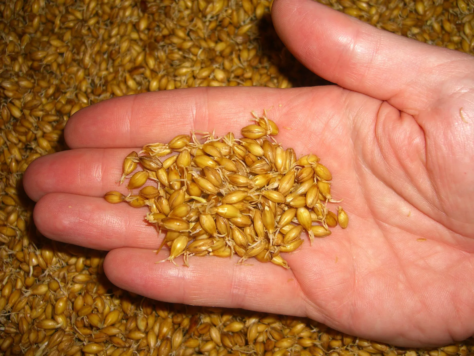 Eine Hand hält gekeimte Gerstenkörner mit feinen weißen Wurzelkeimen, darunter liegt eine Schicht weiteres Keimgut.