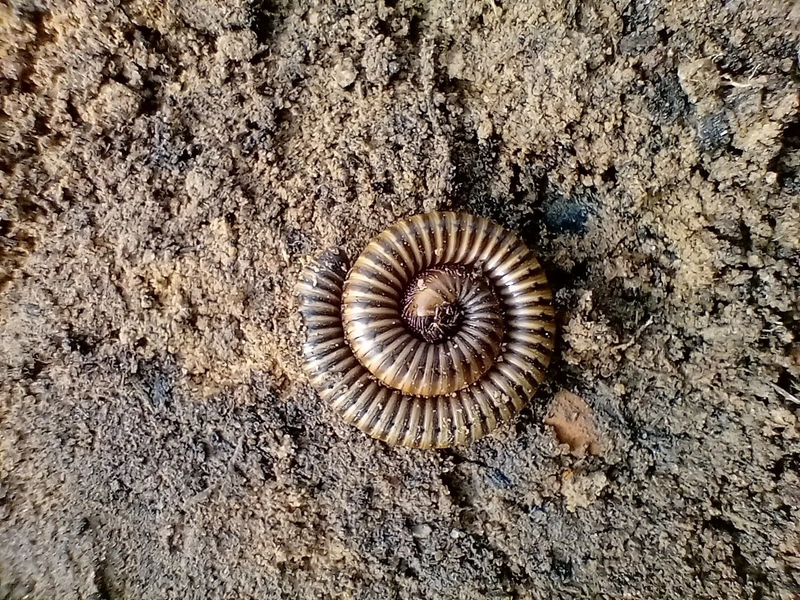 Ein eingerollter Tausendfüßer liegt auf feuchtem, strukturreichem Boden zwischen organischem Material.