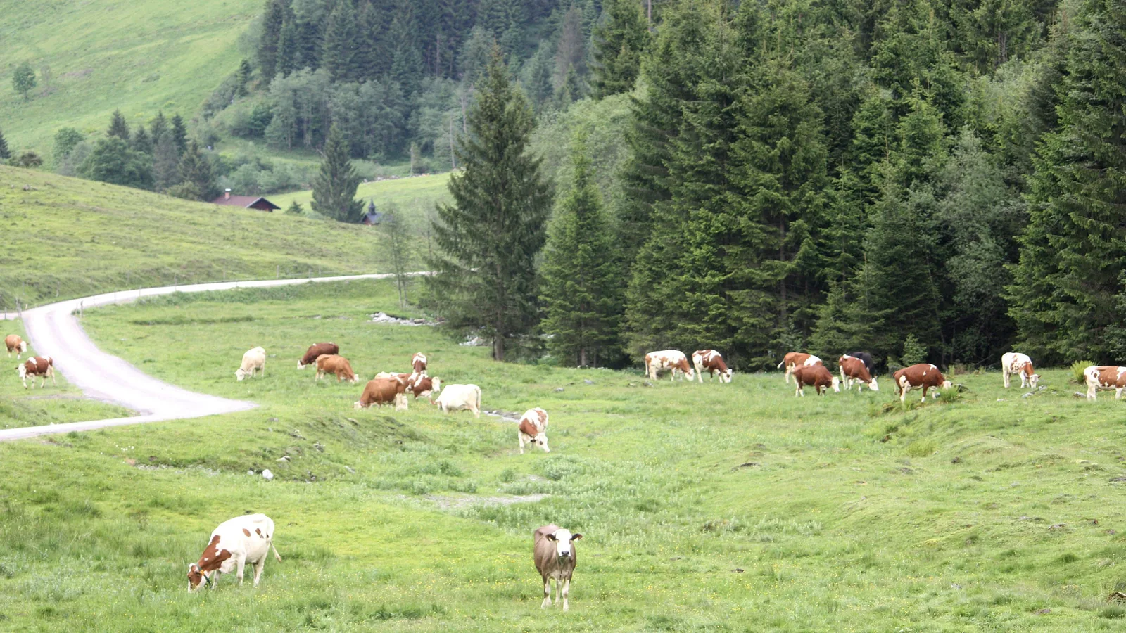 Rinder grasen auf einer steilen Bergweide in einem Alpental, dahinter Fichtenwald und ein Feldweg.