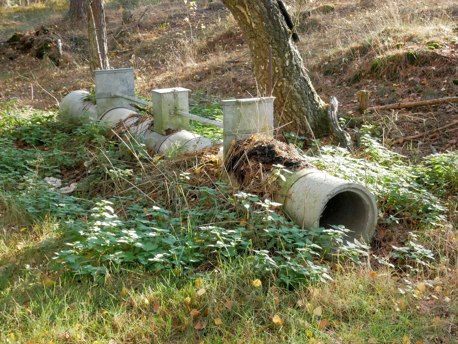 Eine leere Lebendfalle aus Betonrohren liegt zwischen Kräutern im Wald; drei verzinkte Blechkästen sitzen oben auf den Rohren, vorne ist eine Rohröffnung zu sehen.