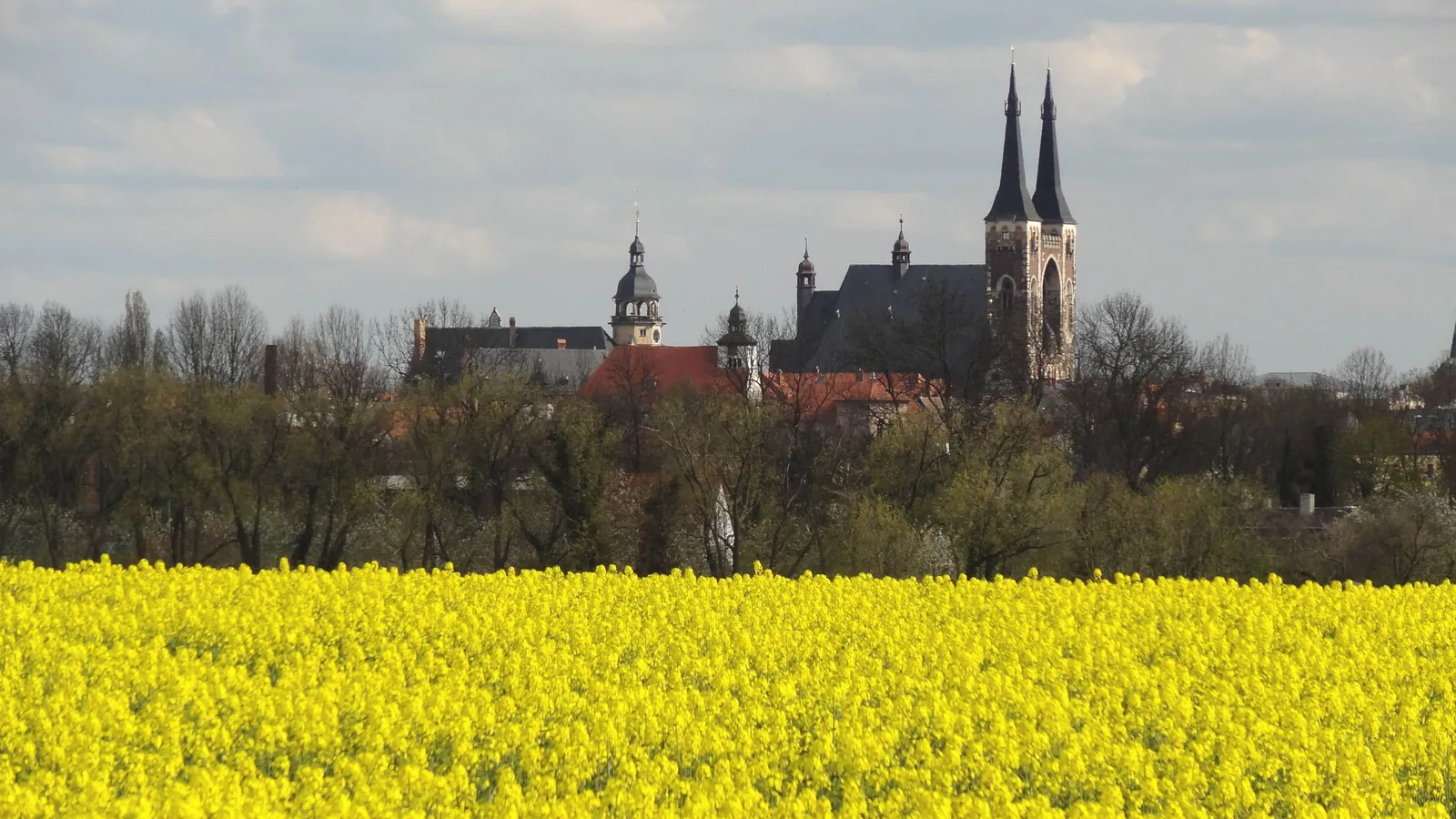 Blick über ein Rapsfeld auf die Silhouette von Köthen mit Rathaus und der Kirche St. Jakob.