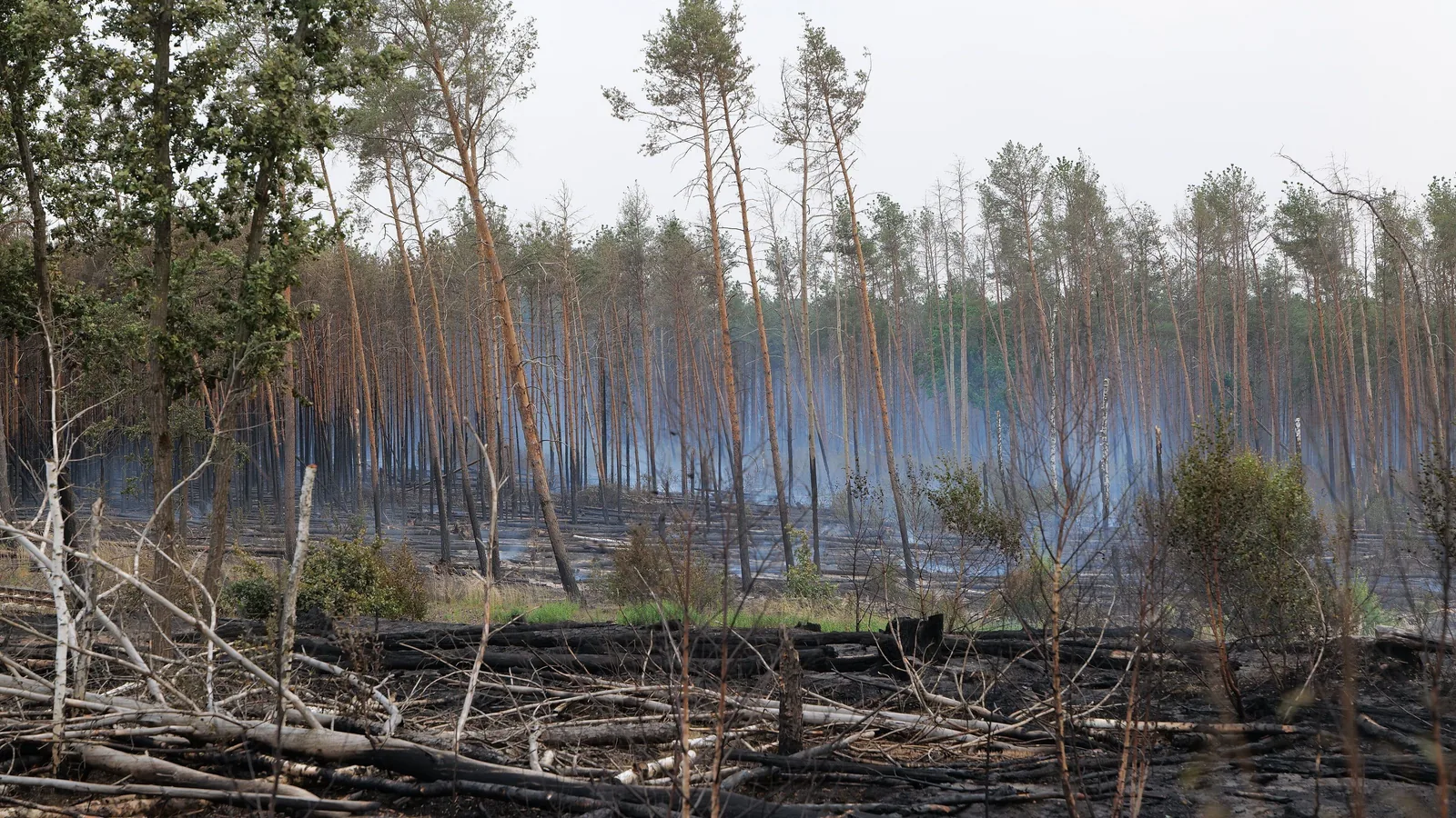Ein rauchender, teils verbrannter Kiefernwald mit umgestürzten und abgebrochenen Stämmen beim Waldbrand bei Treuenbrietzen im Juni 2022.