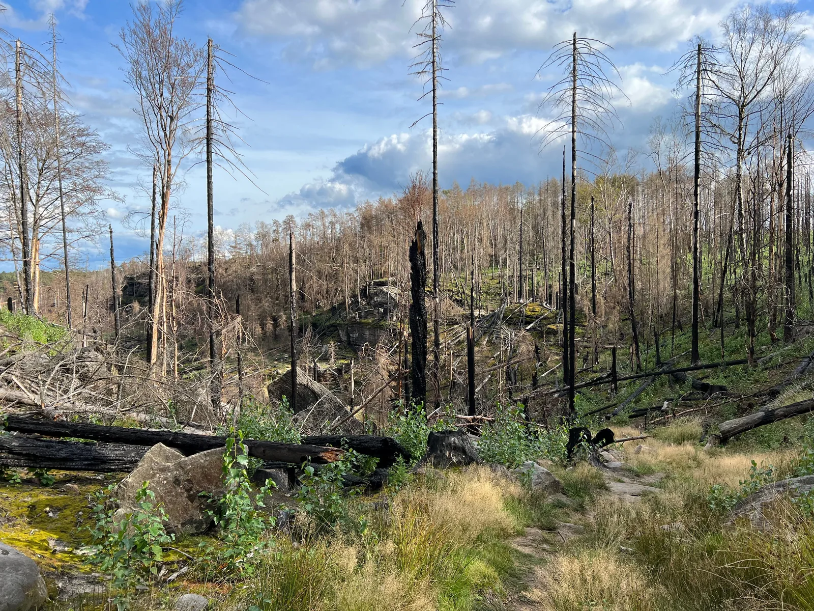 Verbrannter Wald an den Richterschlüchten im Nationalpark Sächsische Schweiz: abgestorbene stehende Stämme, liegendes Holz und nachwachsendes Grün zwischen Felsen.