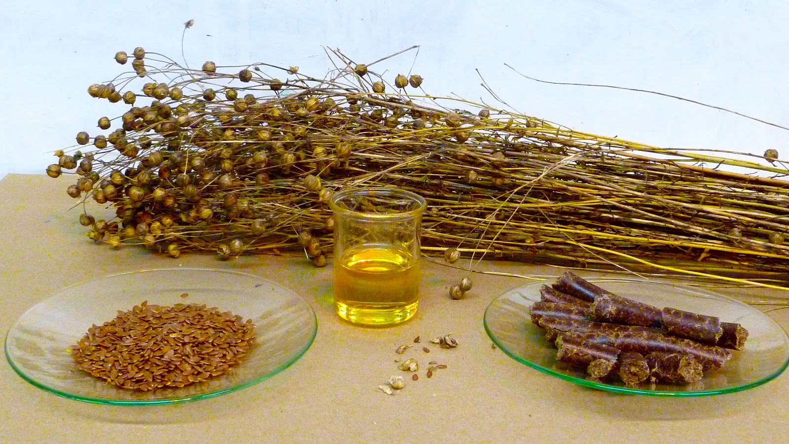 Getrocknete Leinpflanzen mit Samenkapseln, davor eine Glasschale mit braunen Leinsamen, ein Becherglas mit goldgelbem Leinöl und eine Schale mit dunklen Presskuchen-Pellets.