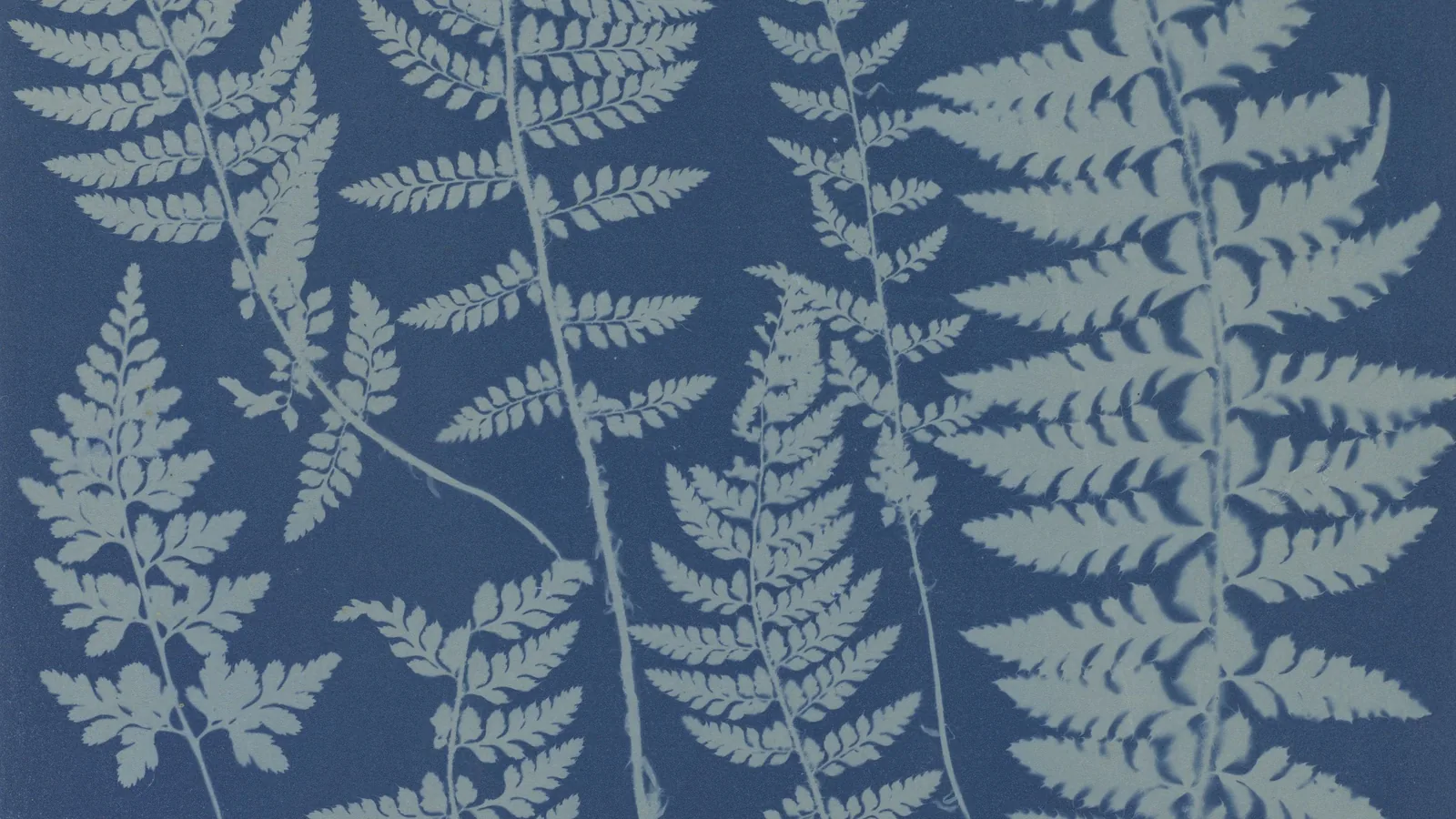 Blaudruck aus den 1840er Jahren: hellblaue Umrisse mehrerer Farnwedel mit fein gefiederten Blättern auf tiefblauem Papier.