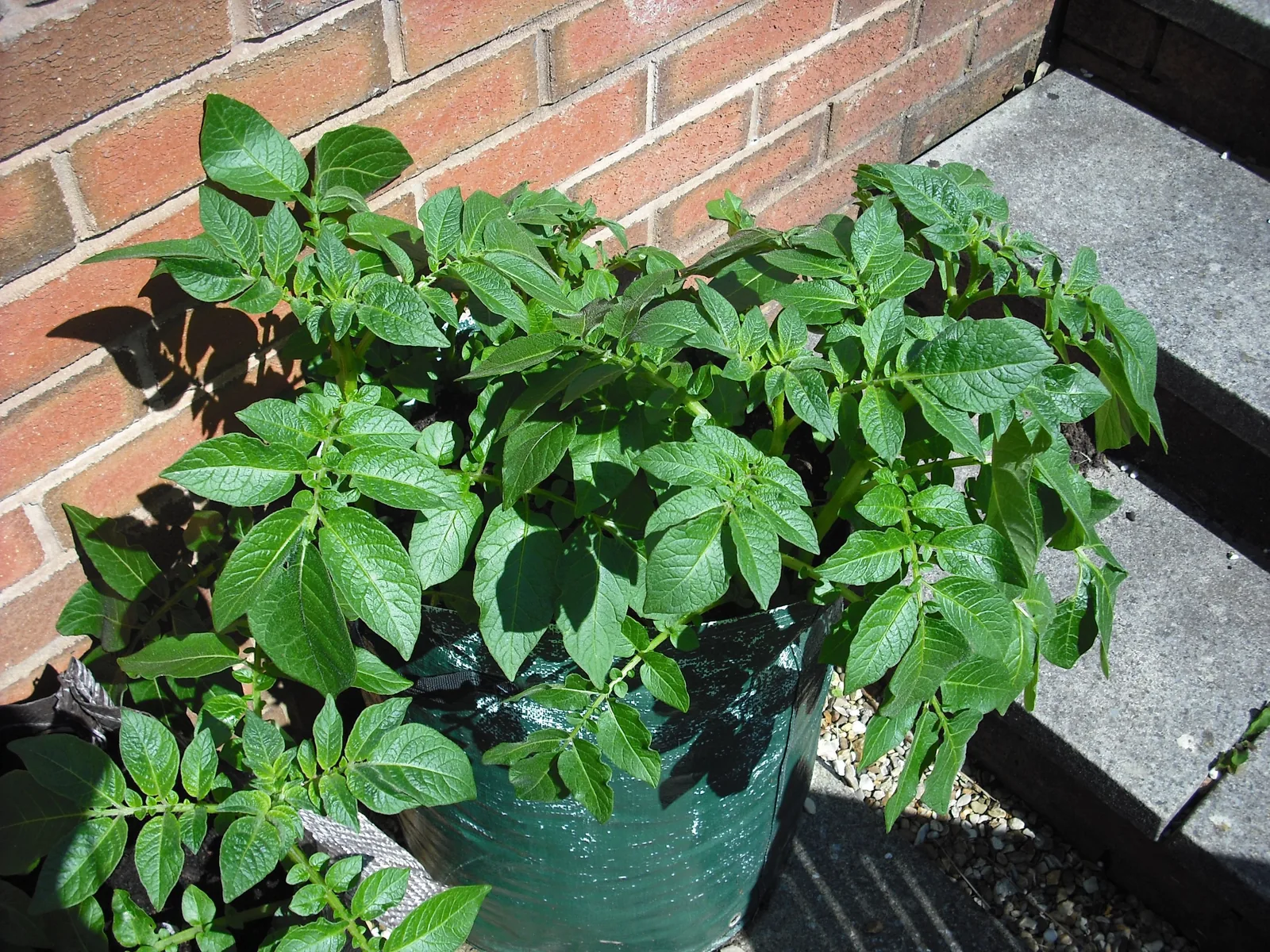 Kräftige Kartoffelpflanzen wachsen aus einem hohen, dunkelgrünen Pflanzsack auf einer gepflasterten Fläche vor einer Backsteinwand.