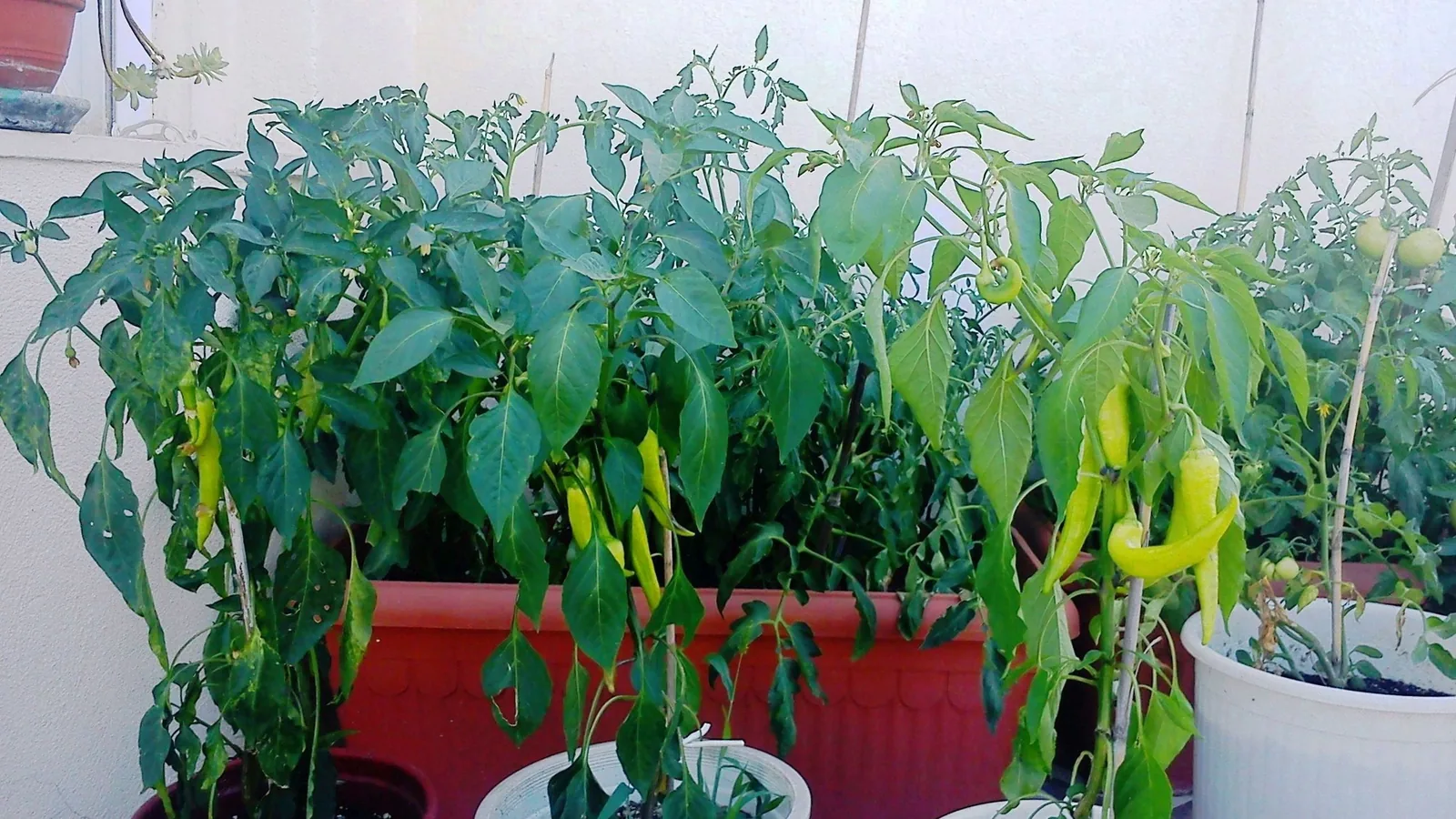 Mehrere Paprikapflanzen wachsen in Töpfen auf einem Balkon in Thessaloniki.