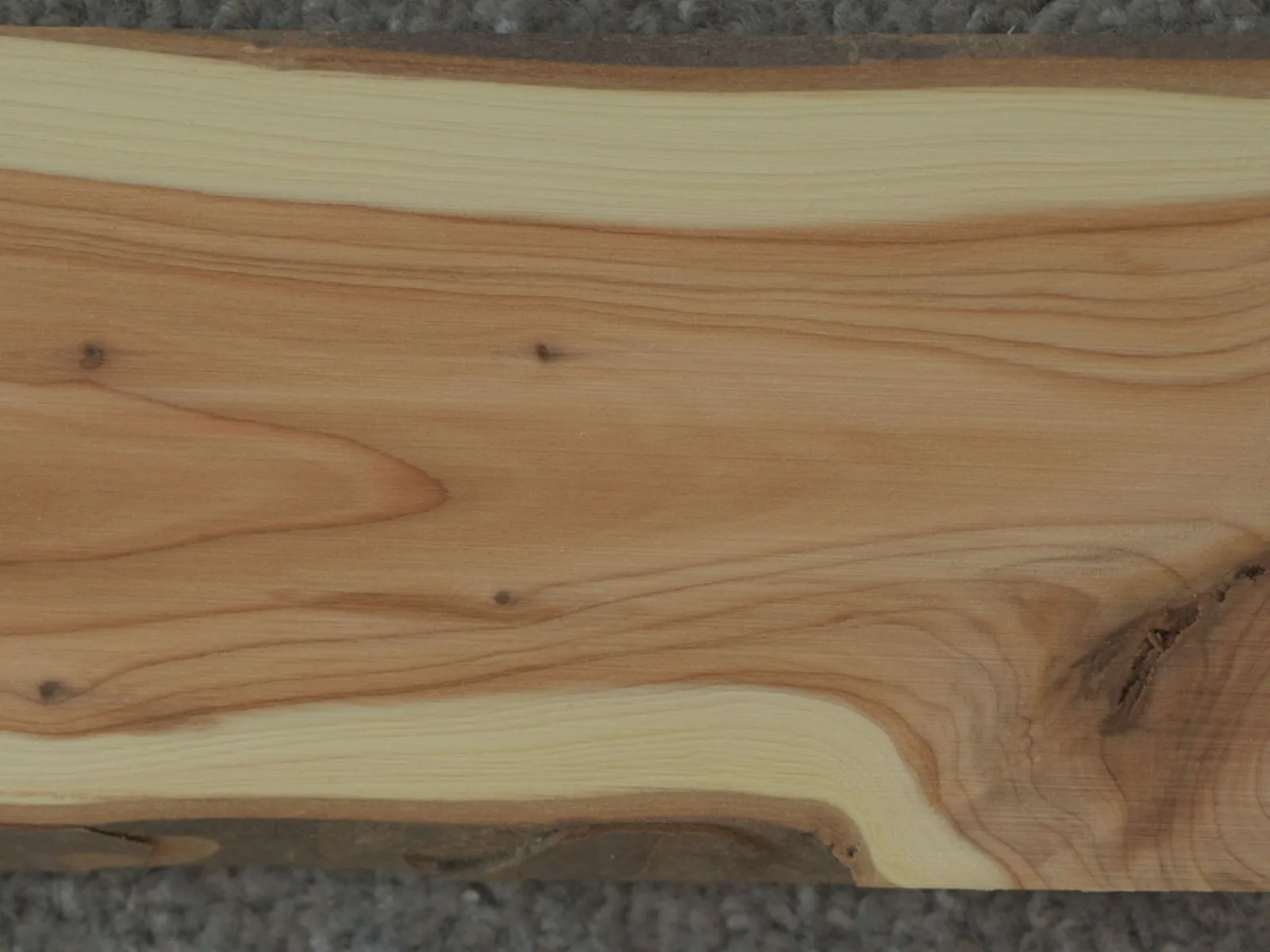 Frisch geschliffenes Eibenholz zeigt deutlich helles Splintholz und dunkleres Kernholz mit natürlicher Maserung.