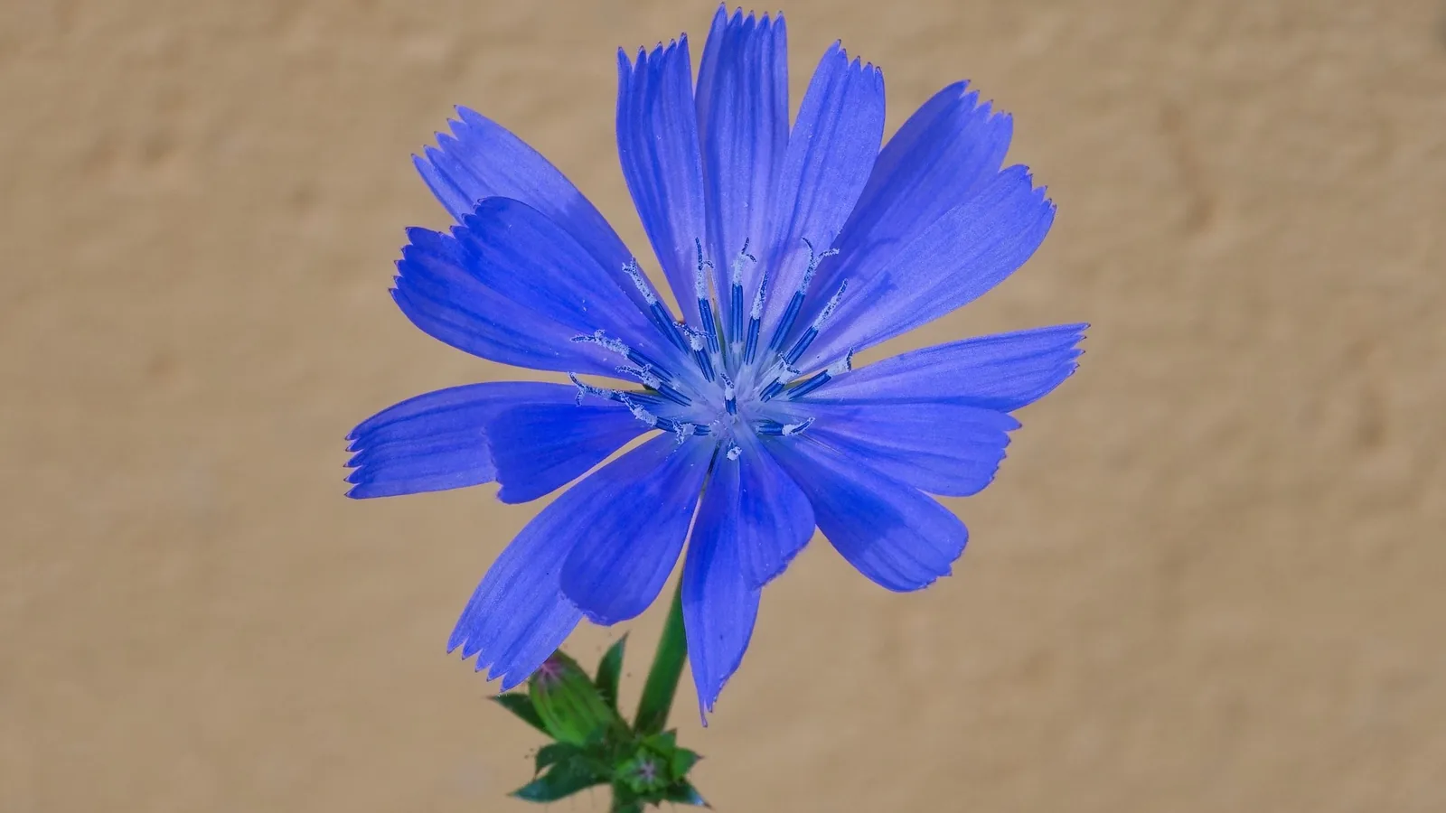Eine einzelne leuchtend blaue Blüte der Gemeinen Wegwarte mit fransigen Zungenblüten vor einer hellen Hauswand.