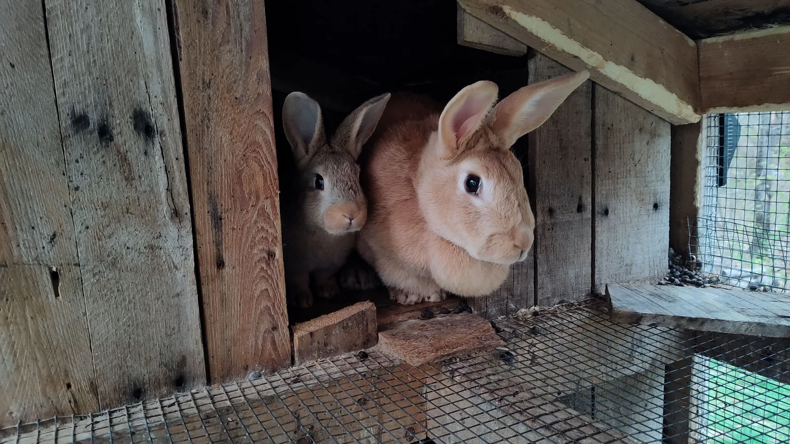 Eine hellbraune Häsin und ein etwa einen Monat altes Jungtier schauen aus dem Schlupfloch eines Holzstalls mit Gitterboden.