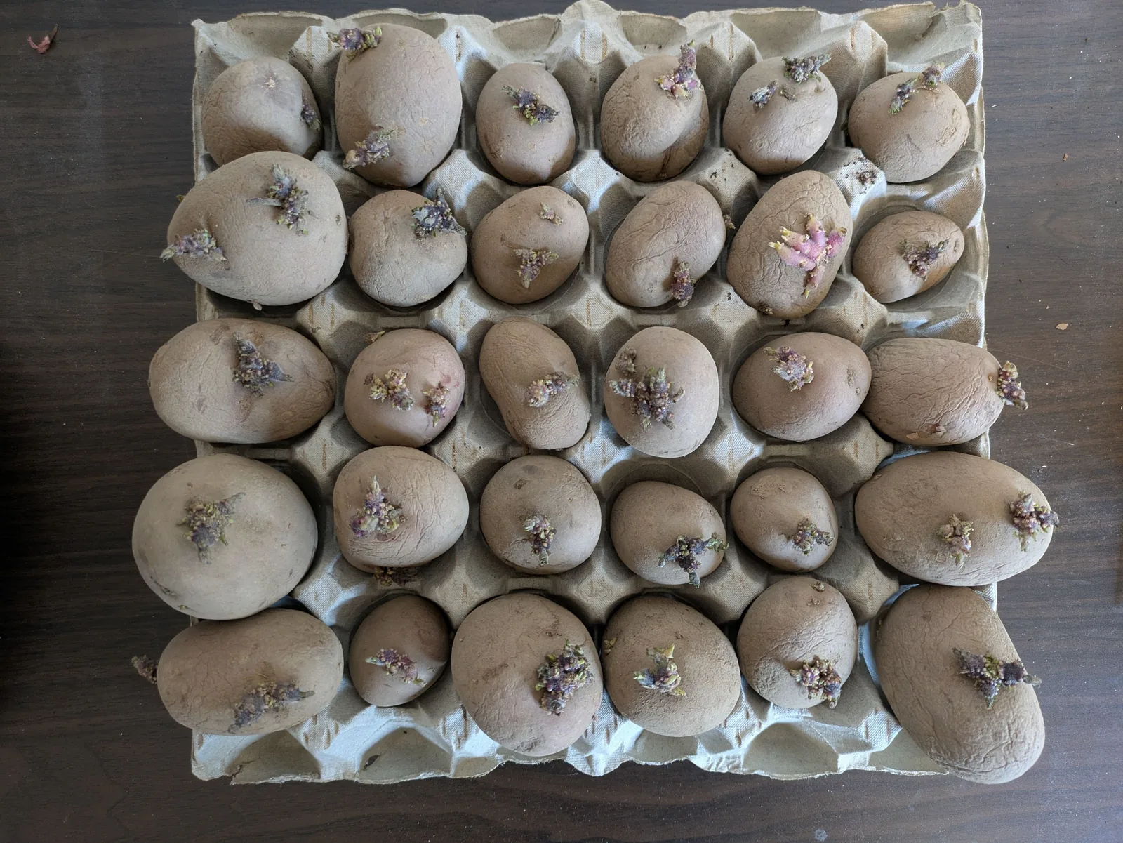 Pflanzkartoffeln liegen in einem Eierkarton; aus jeder Knolle wachsen kurze, kräftige, violette Keime.