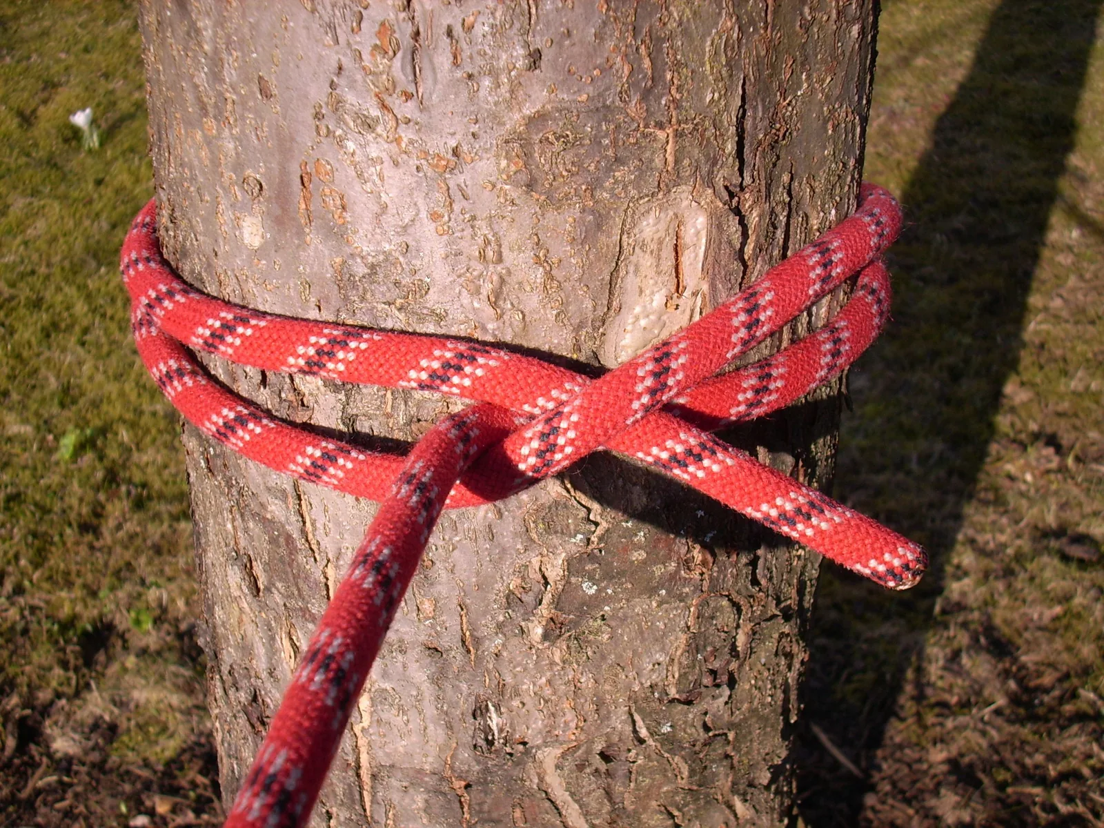 Ein rotes Seil ist mit einem Mastwurf um einen Baumstamm gelegt: zwei Windungen, die sich vorn kreuzen, dazwischen läuft das Ende heraus.