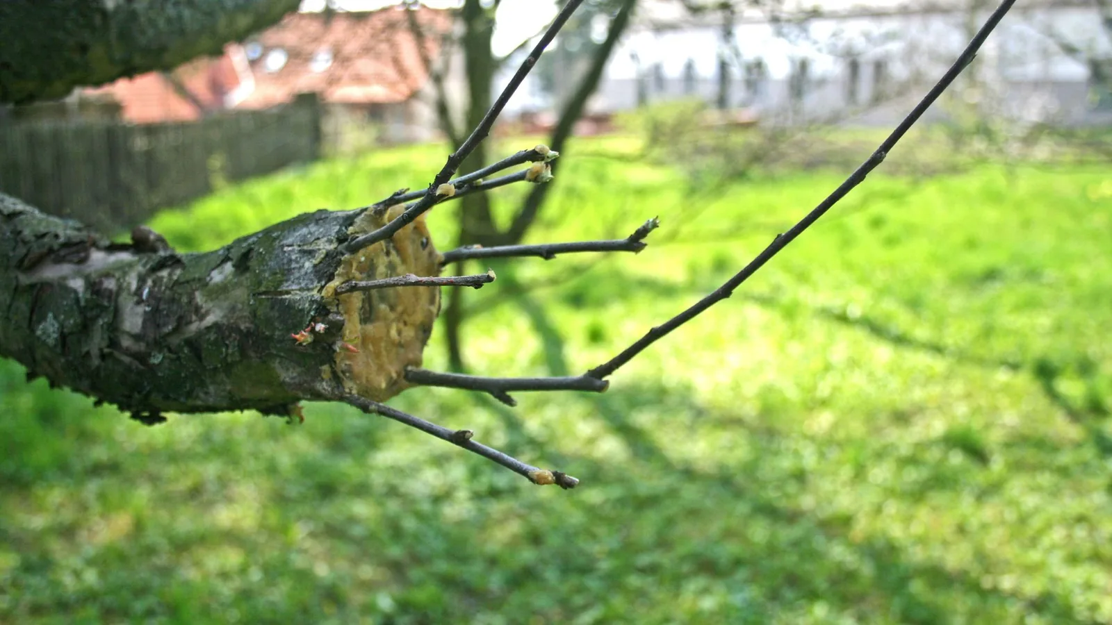 Nahaufnahme einer Veredelungsstelle an einem Apfelbaum mit aufgepfropftem Trieb.
