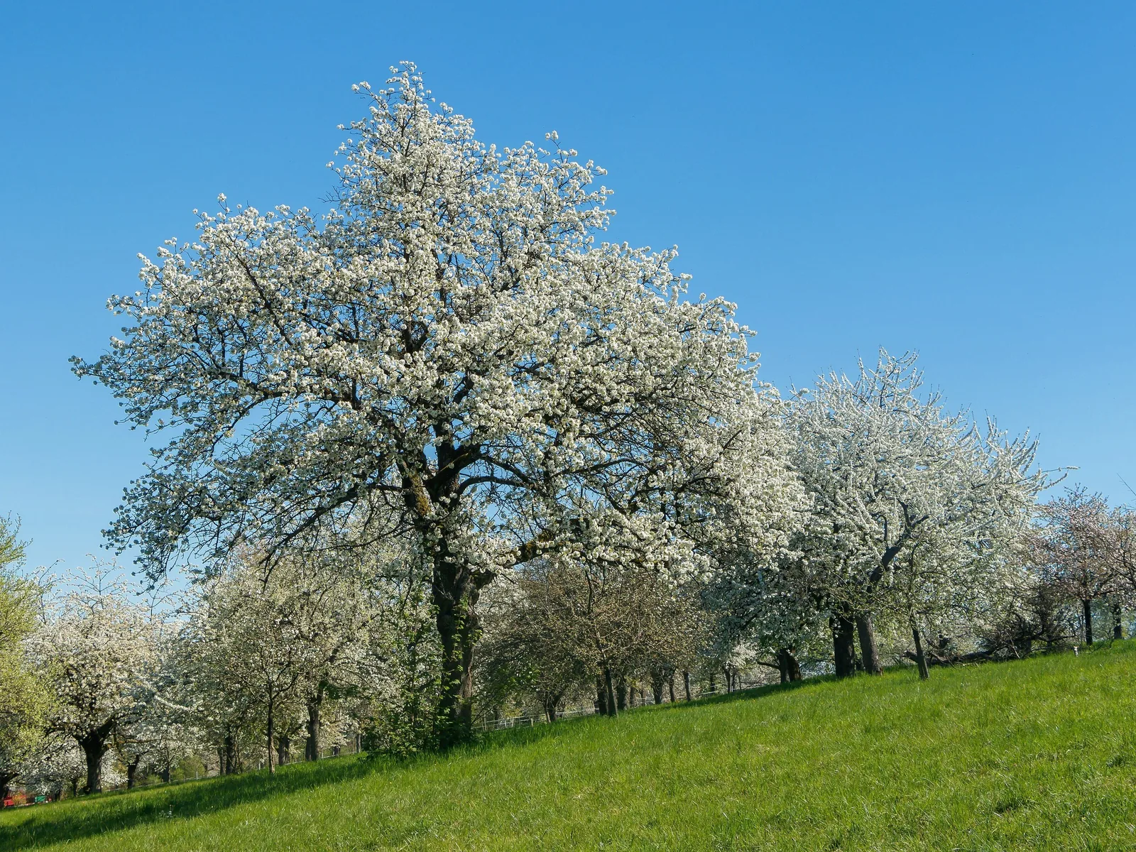 Blühende hochstämmige Obstbäume mit weißen Blüten stehen weit auseinander auf einer grünen Wiese an einem Hang unter blauem Himmel.