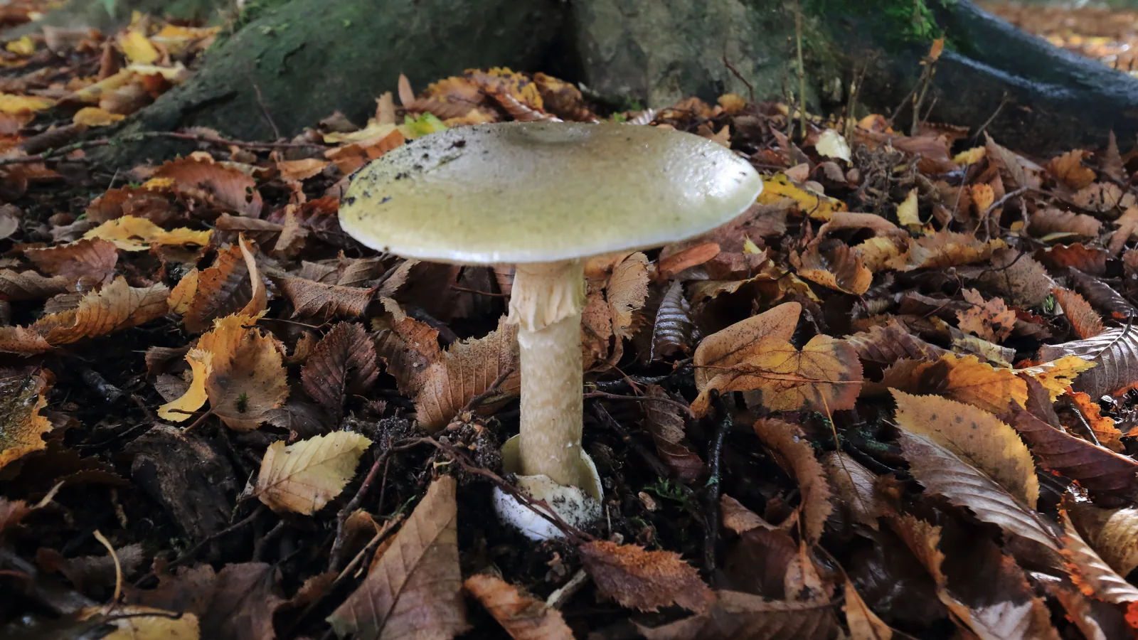 Ein Grüner Knollenblätterpilz mit grünlich-grauem Hut steht zwischen braunem Buchenlaub auf dem Waldboden.