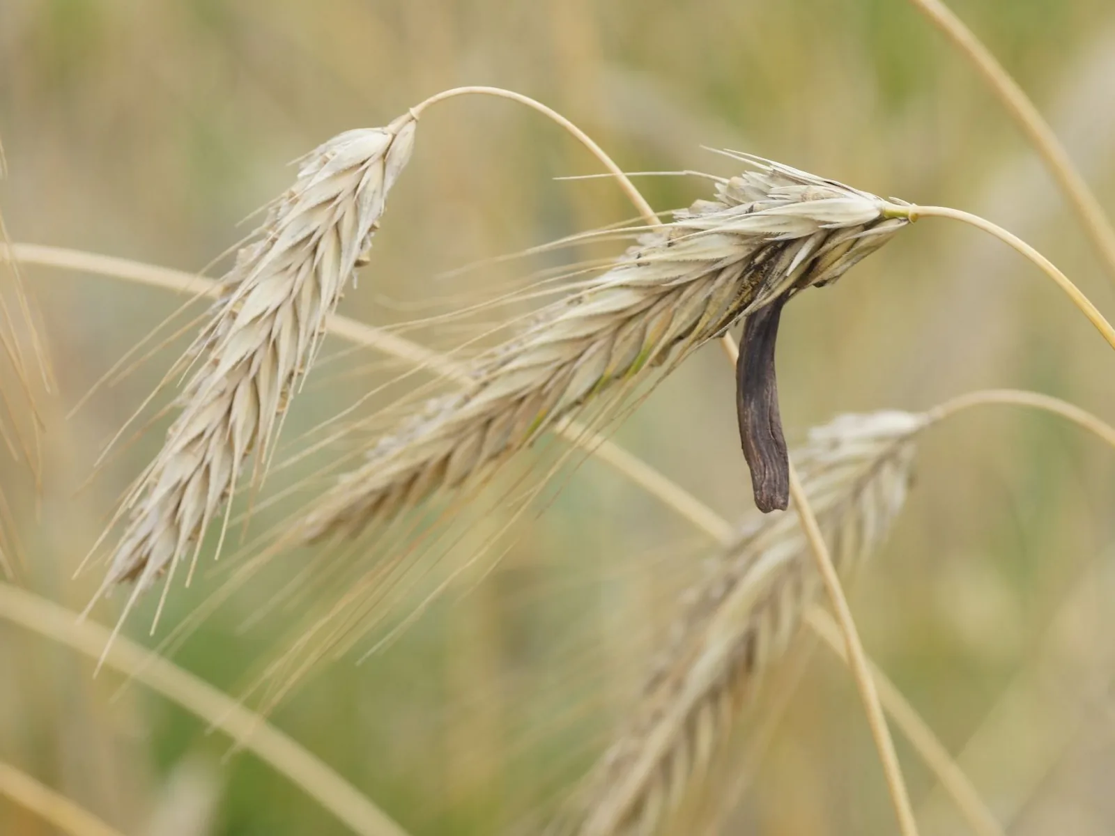 Reife Roggenähren auf dem Feld; aus einer Ähre ragt ein langes, dunkles, gebogenes Mutterkorn deutlich über die hellen Körner hinaus.
