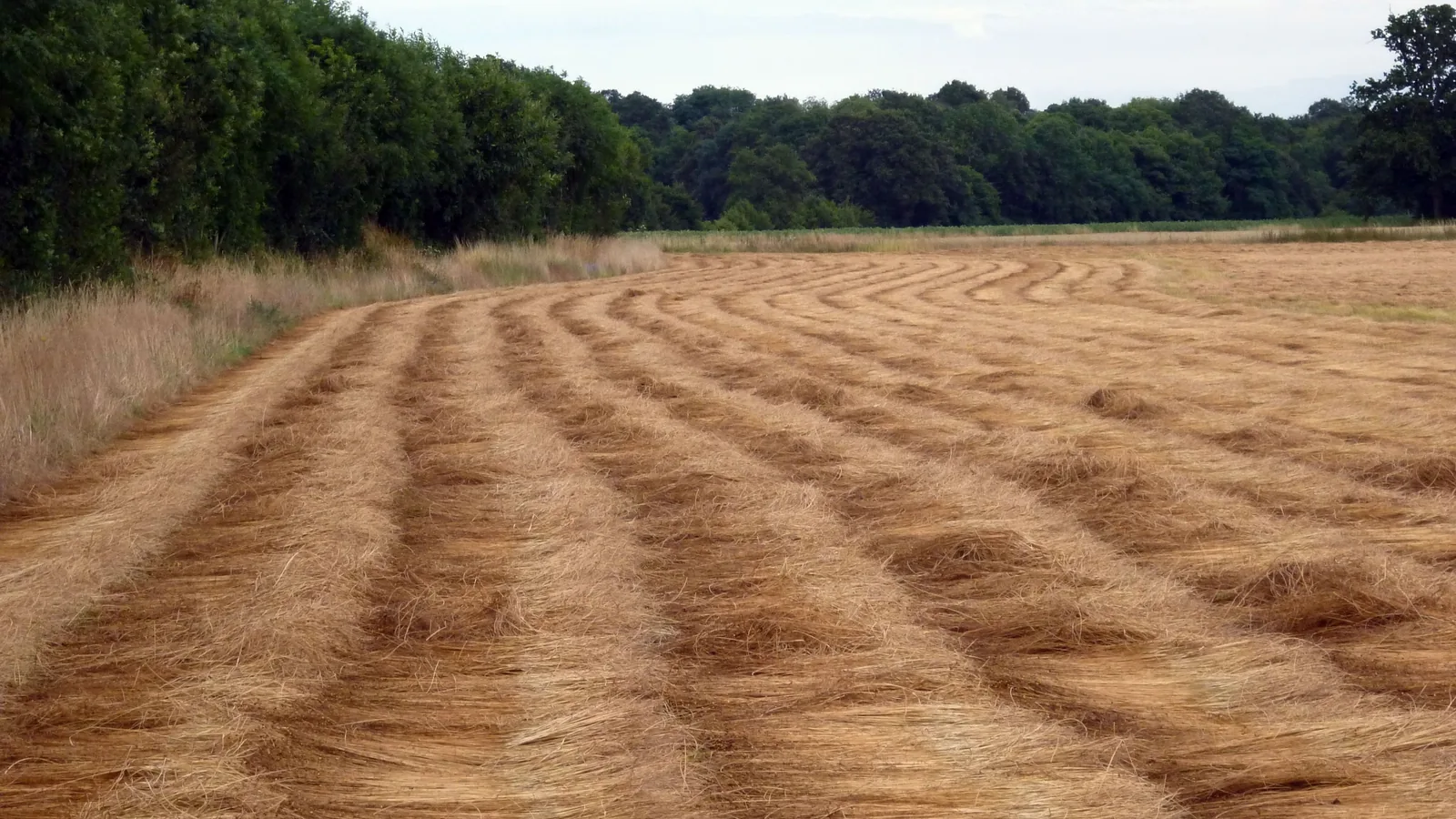 Gerauftes Flachsstroh liegt in langen, gleichmäßigen Reihen zur Tauröste auf einem Feld am Waldrand.