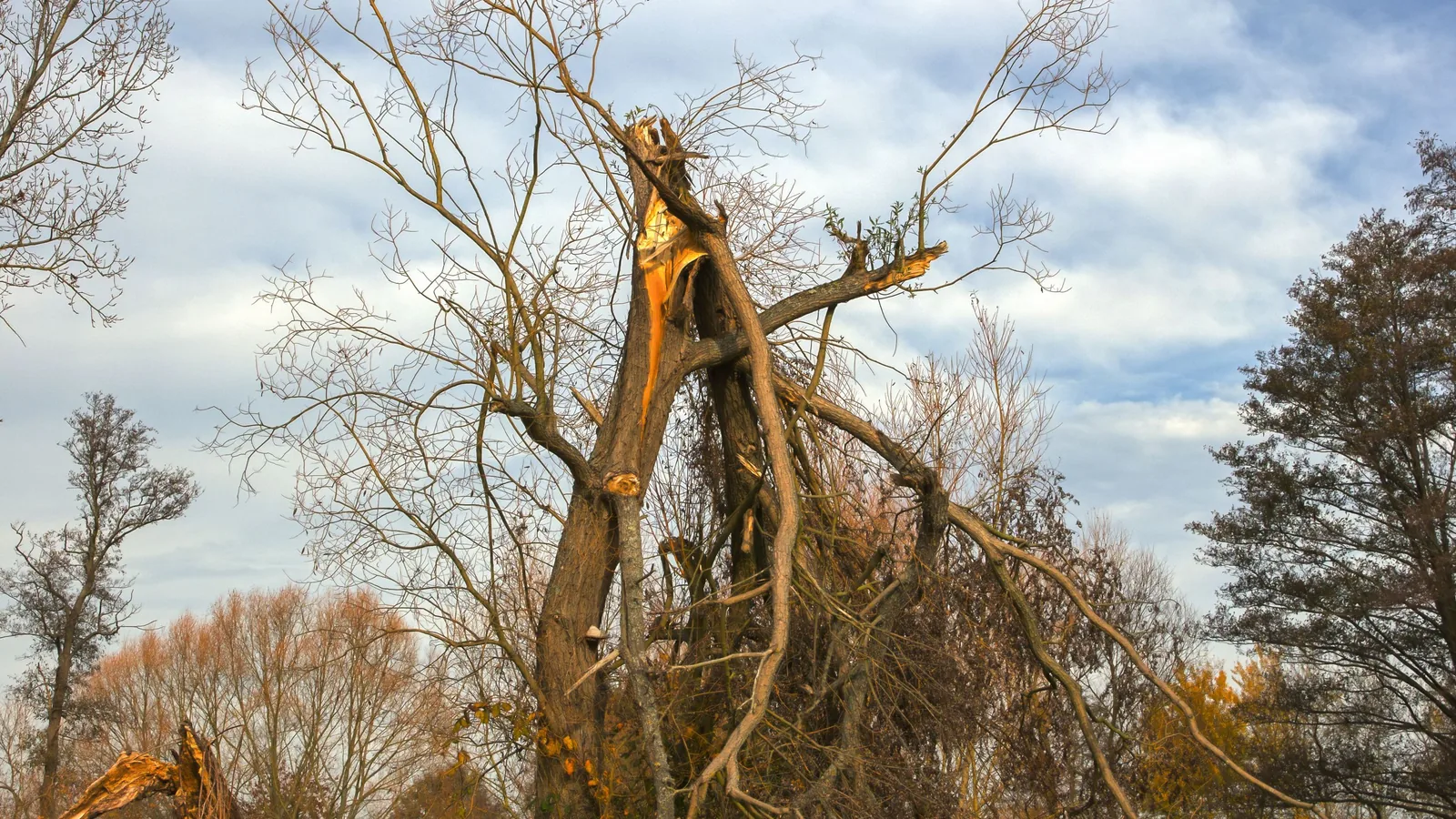Ein großer Baum ist nach einem Sturm in Hessen am Stamm abgebrochen.
