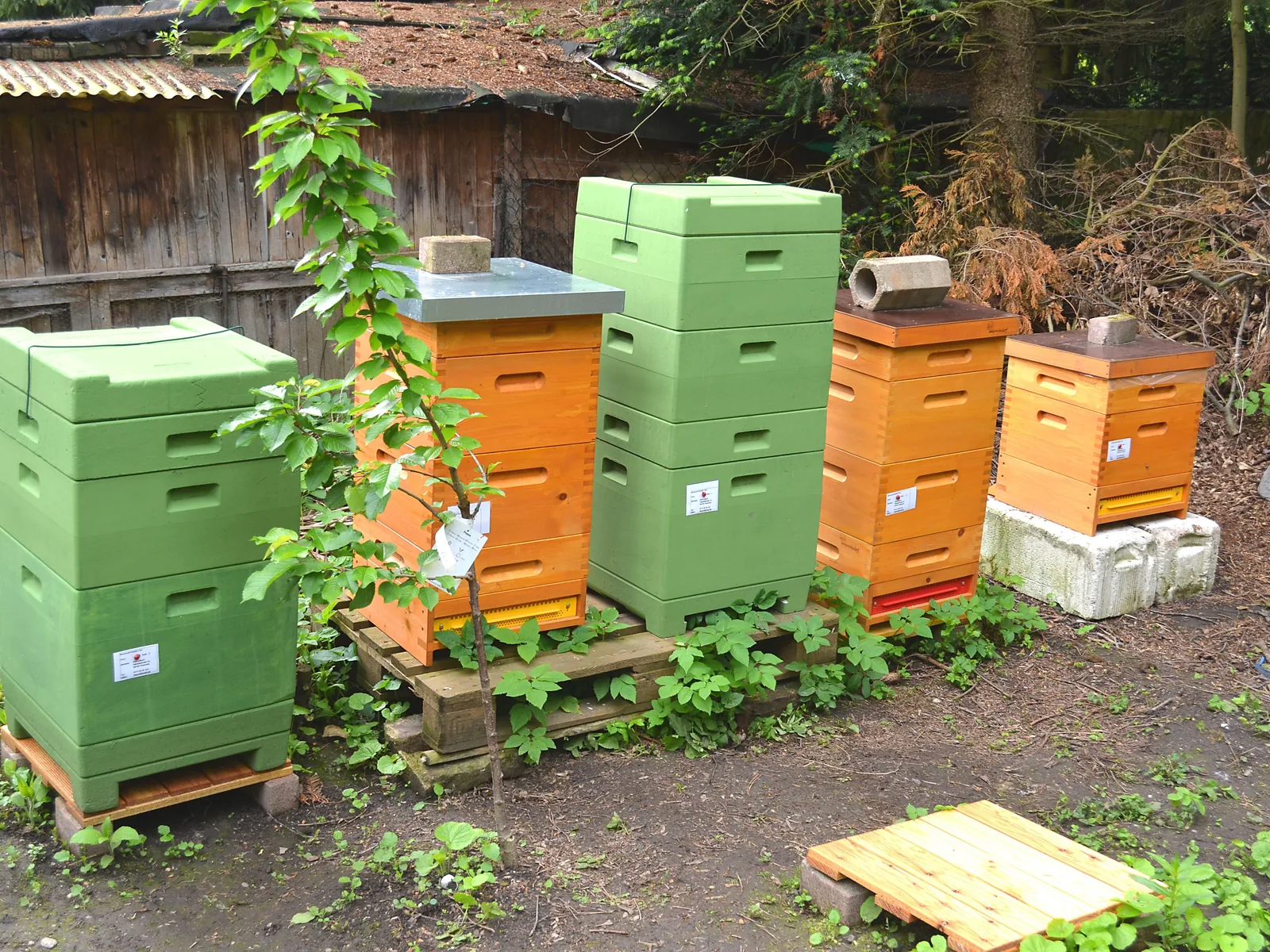 Ein Bienenstand mit mehreren gestapelten Magazinbeuten in Grün und Orange in einem Garten.