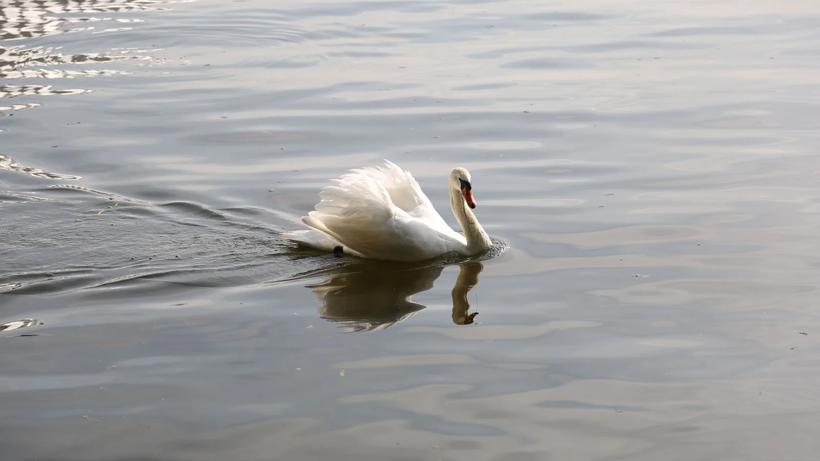Ein lebender Höckerschwan schwimmt mit leicht aufgestellten Flügeln über eine ruhige, graue Wasserfläche.