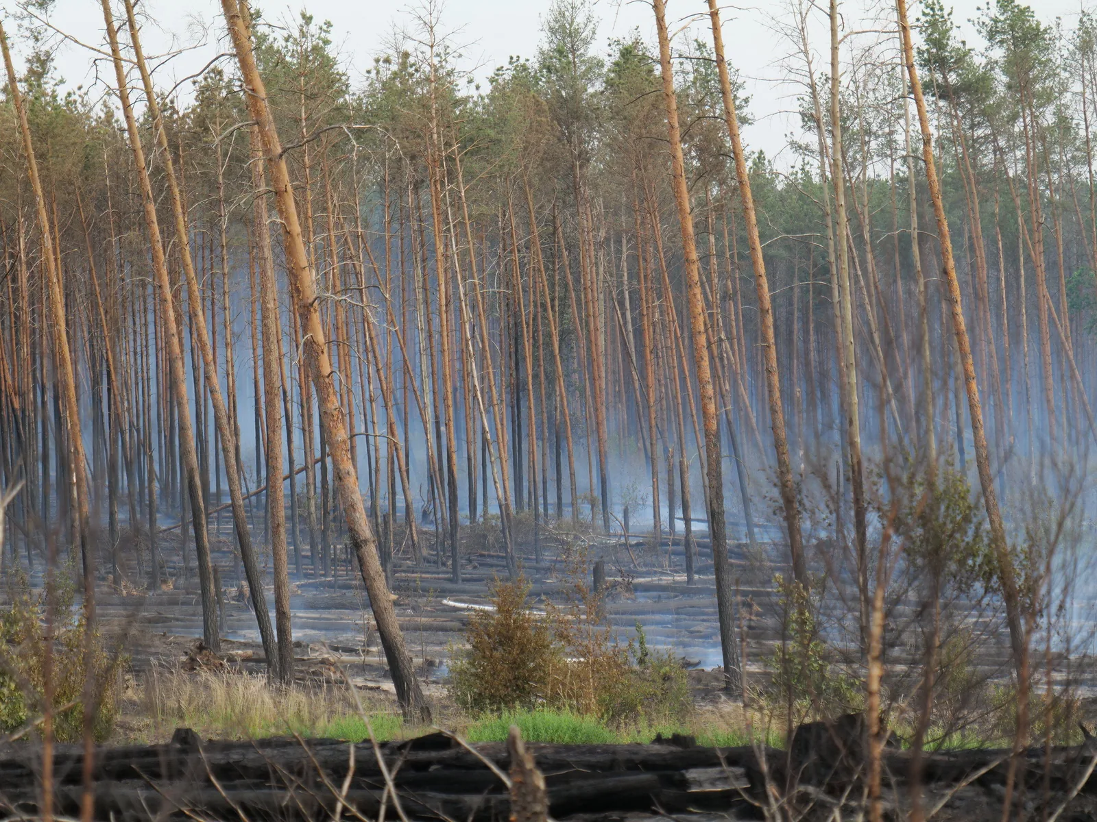 Kiefernwald mit angekohlten Stämmen, zwischen denen am Boden noch Rauch aufsteigt; im Vordergrund Gras und junge Laubbäume.