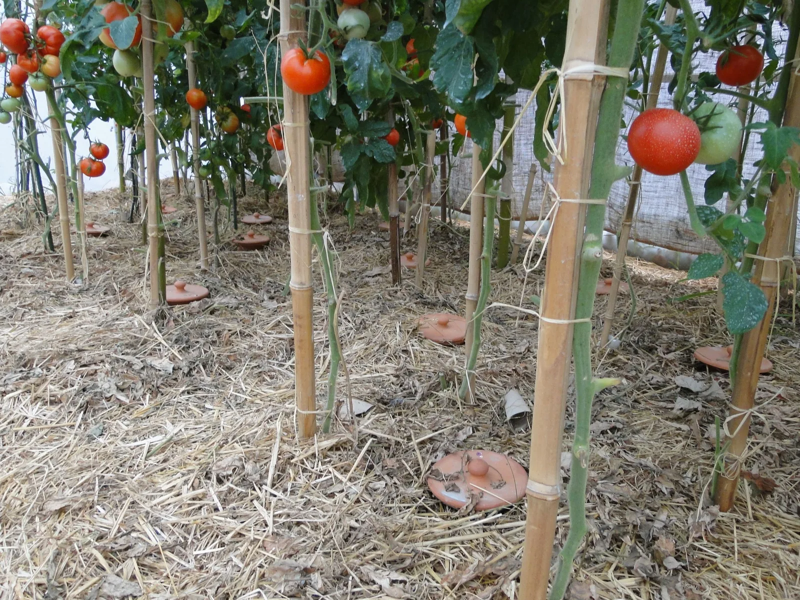 Zwischen Tomatenpflanzen ragen die Hälse eingegrabener Tongefäße aus einer Strohmulchschicht.