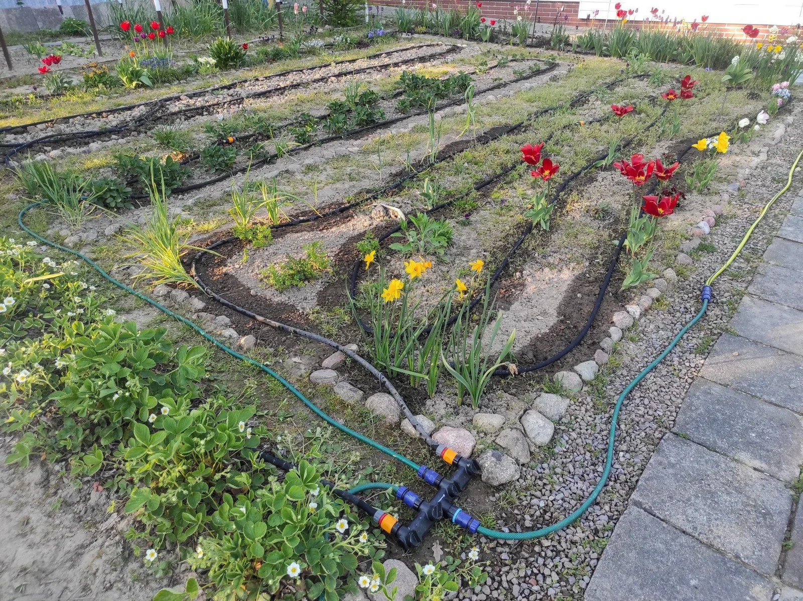 Ein Gartenbeet mit Tulpen und Stauden, zwischen den Pflanzen verlaufen dünne schwarze Tropfschläuche, die über einen Verteiler an einen grünen Gartenschlauch angeschlossen sind.